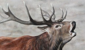 Red Deer Stag. Oil painting