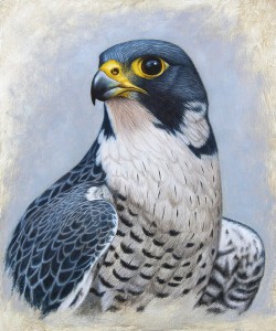 "peregrine falcon painting" "peregrine falcon study"