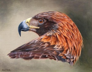 Golden Eagle Portrait.