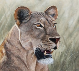 lioness. Oil painting