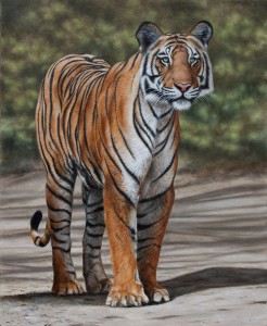 Bengal Tiger. Oil Painting