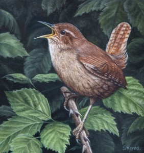 wren bird oil painting