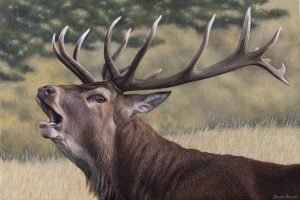 red deer stag oil painting